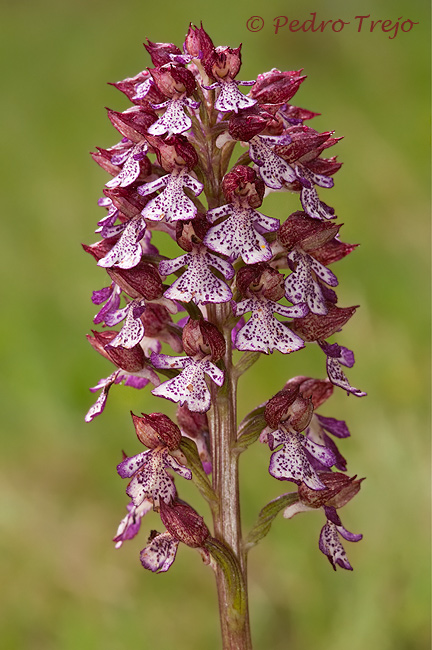 Orchis purpurea